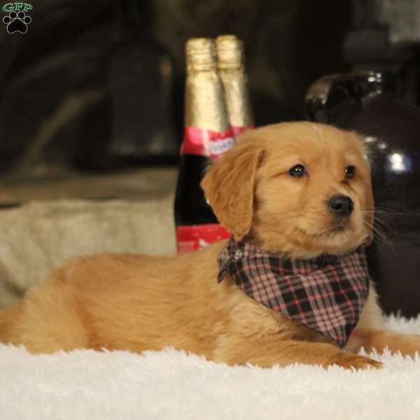 Trapper, Golden Retriever Puppy